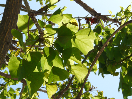 Da determinare albero ornamentale di Palermo